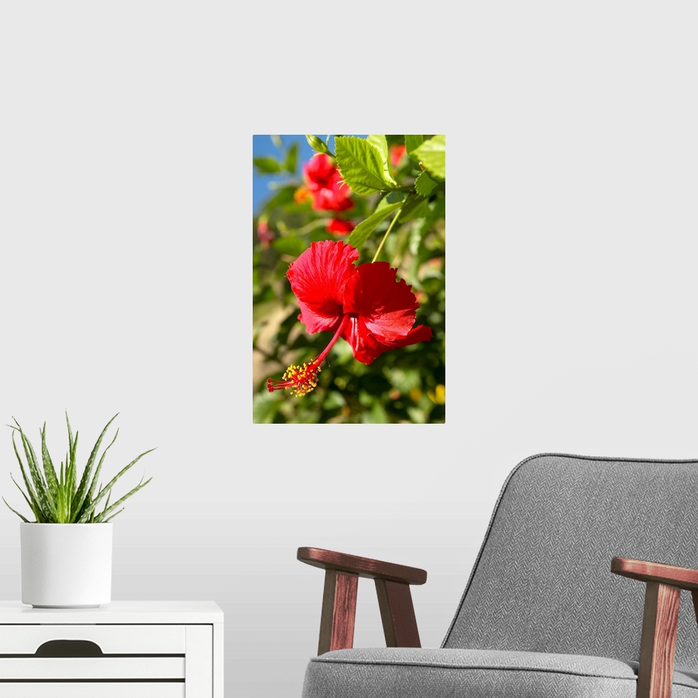 A modern room featuring French Polyesia, Tahiti, Huahine, Focus On Bright Red Hibiscus On Flower Bush