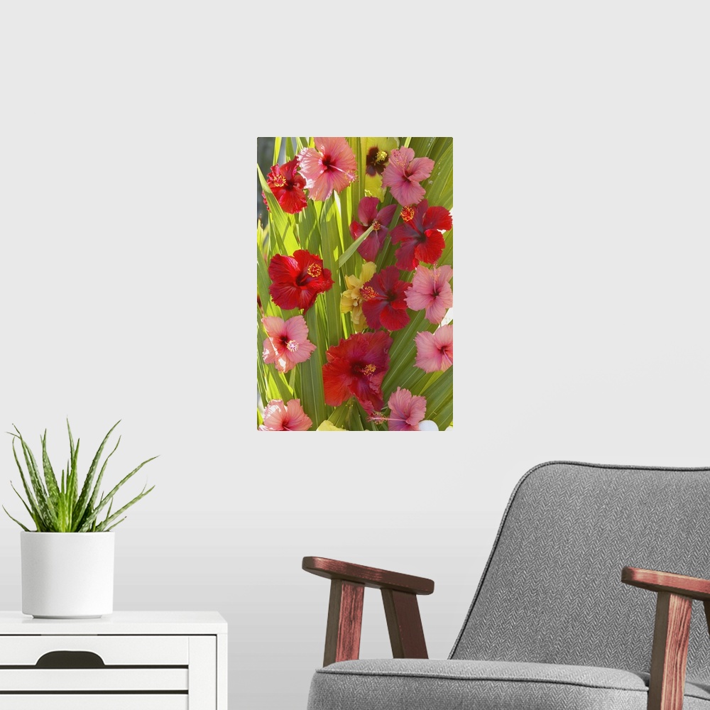 A modern room featuring French Polyesia, Tahiti, Huahine, Red And Pink Hibiscus