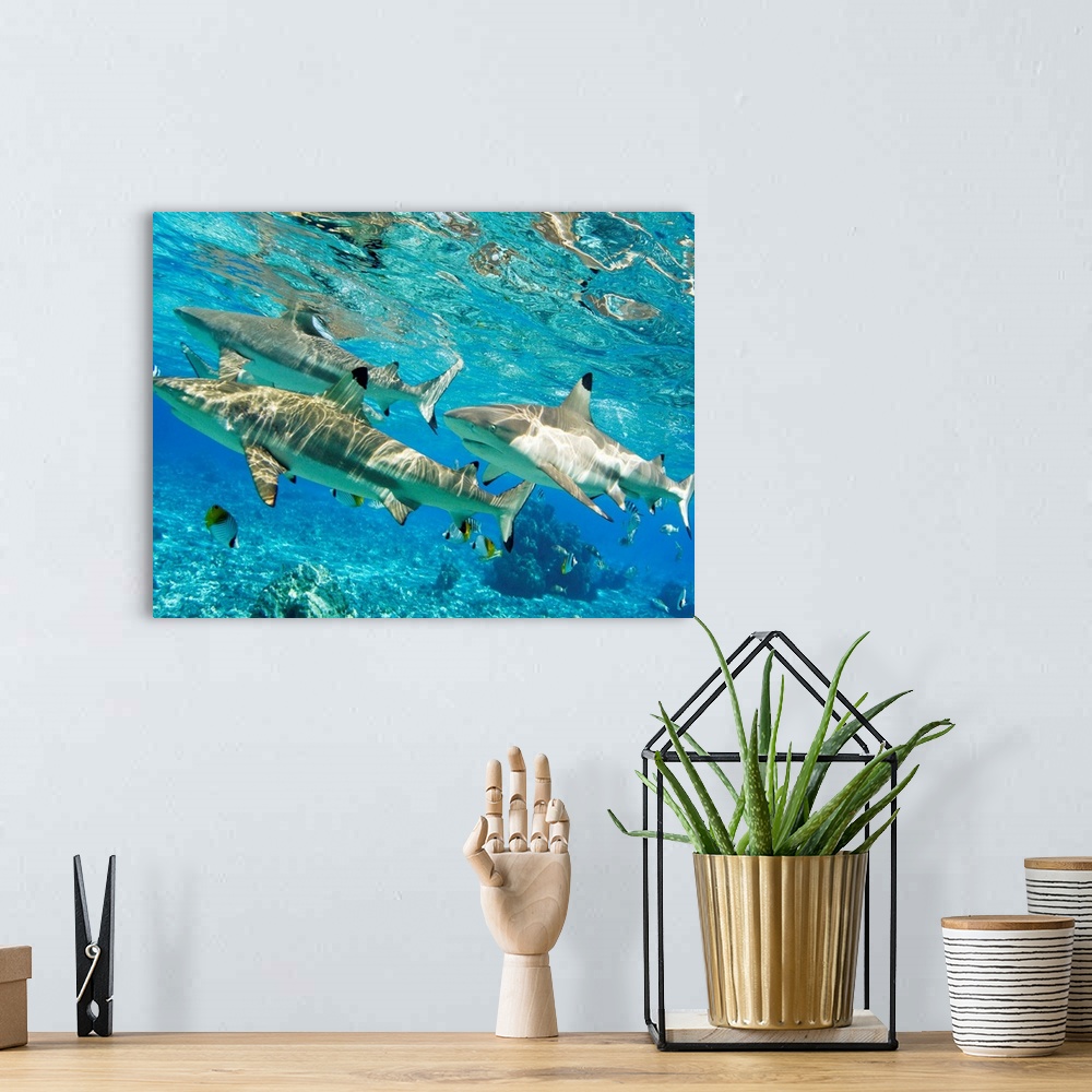 A bohemian room featuring French Polynesia, Rangiroa, Blue Lagoon, Blacktip Reef Shark (Carcharhinus Melanopterus)
