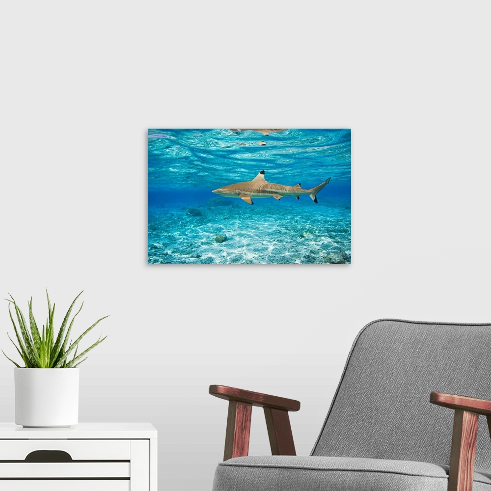 A modern room featuring French Polynesia, Rangiroa, Blue Lagoon, Blacktip Reef Shark (Carcharhinus Melanopterus)