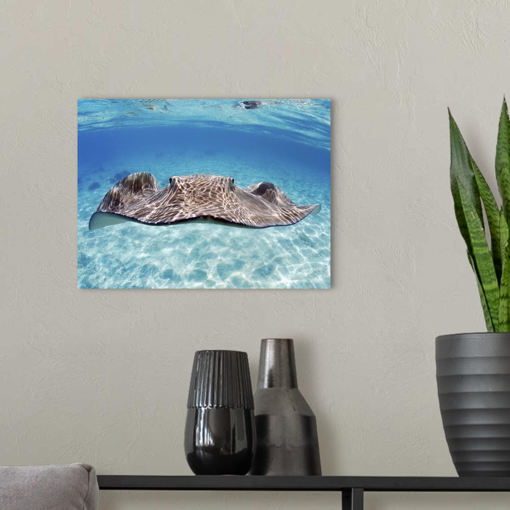 A modern room featuring French Polynesia, Tahiti, Bora Bora, Stingray In Beautiful Turquoise Water