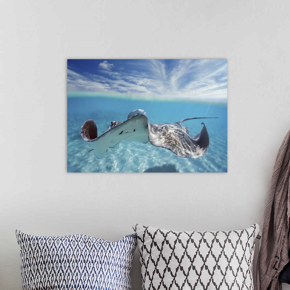 A bohemian room featuring French Polynesia, Tahiti, Bora Bora, Stingray In Beautiful Turquoise Water
