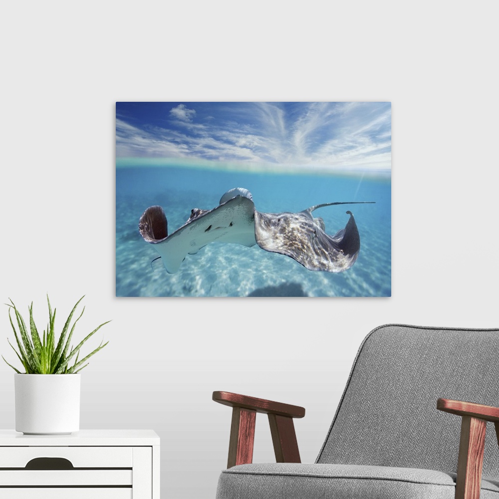 A modern room featuring French Polynesia, Tahiti, Bora Bora, Stingray In Beautiful Turquoise Water