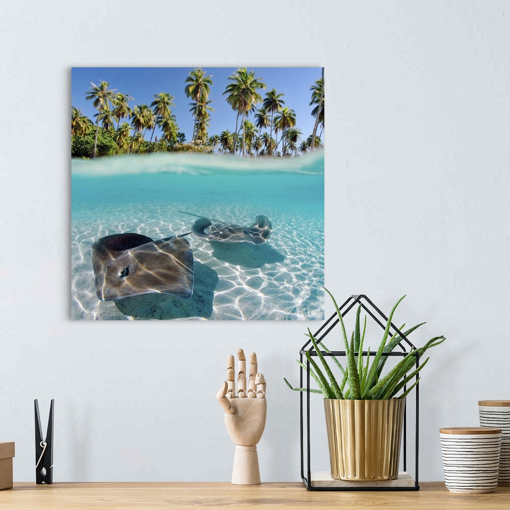 A bohemian room featuring French Polynesia, Tahiti, Moorea, Two Stingray In Beautiful Turquoise Water