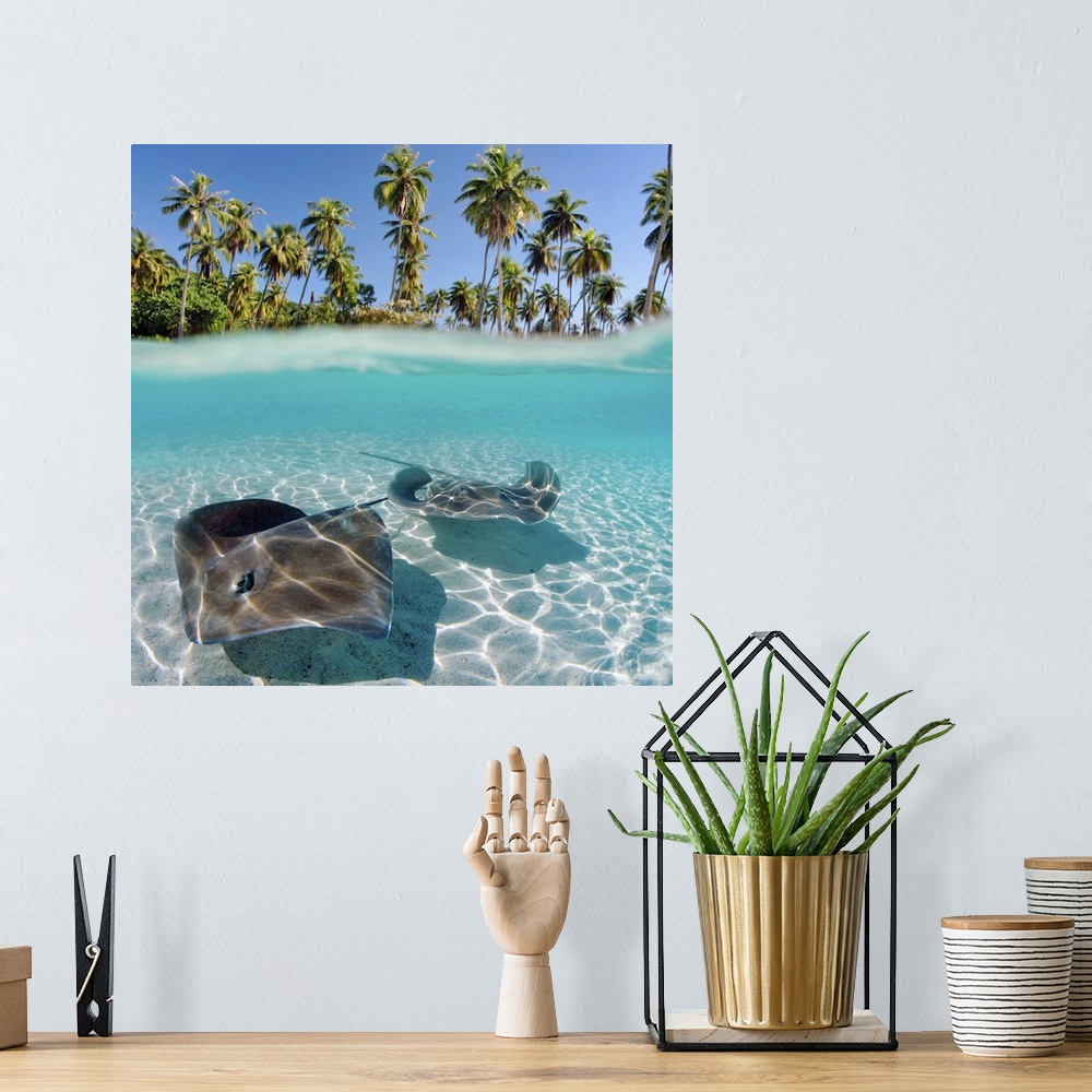 A bohemian room featuring French Polynesia, Tahiti, Moorea, Two Stingray In Beautiful Turquoise Water