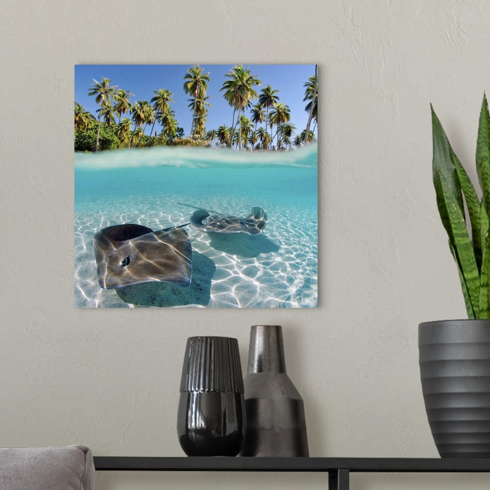 A modern room featuring French Polynesia, Tahiti, Moorea, Two Stingray In Beautiful Turquoise Water