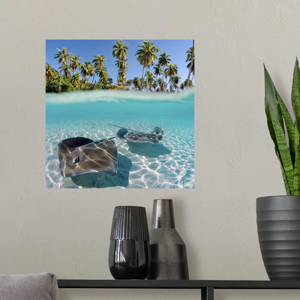 A modern room featuring French Polynesia, Tahiti, Moorea, Two Stingray In Beautiful Turquoise Water