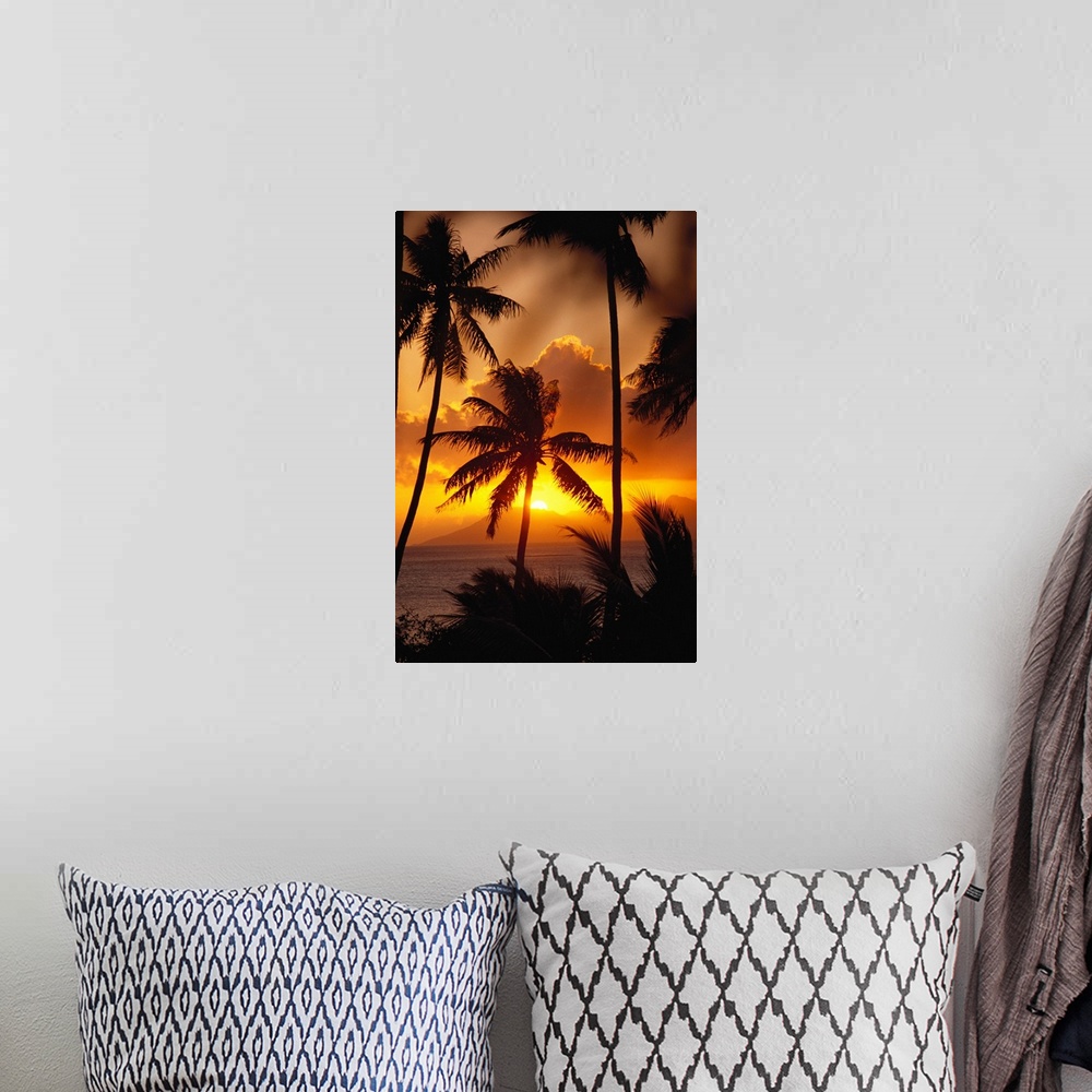 A bohemian room featuring French Polynesia, Tahiti, Palm Trees Silhouetted By A Vibrant Sunset