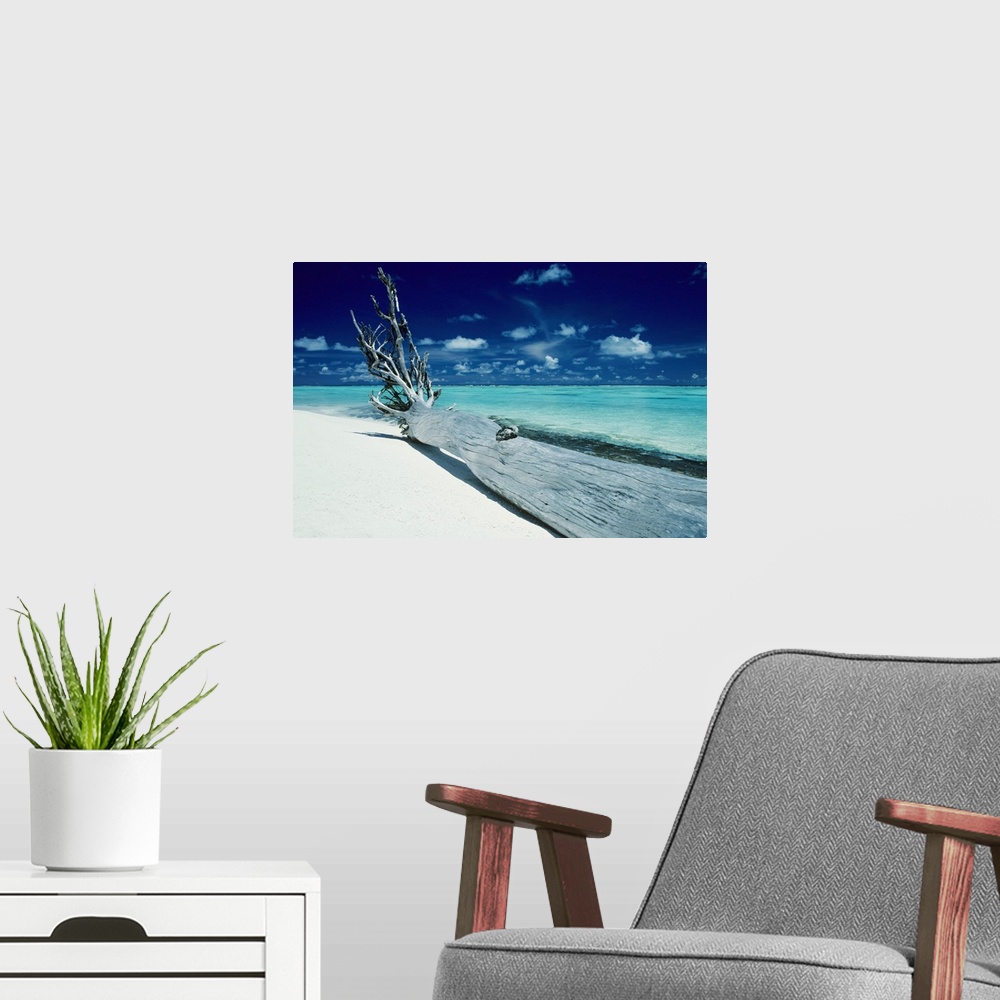 A modern room featuring French Polynesia, Tetiaroa (Marlon Brando's Island), Driftwood On White Sand Beach