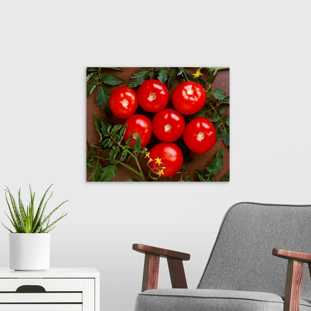 A modern room featuring Fresh market tomatoes on a dark brown background