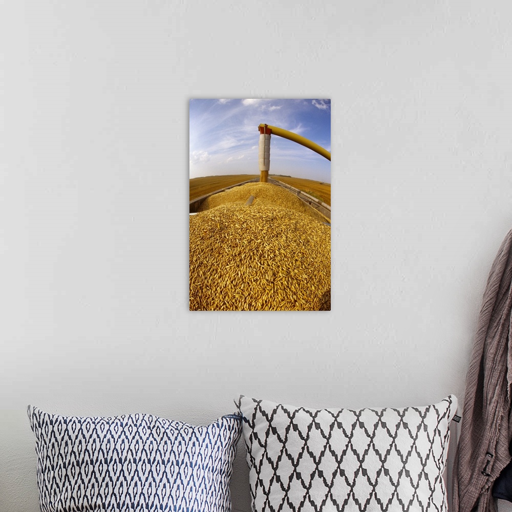 A bohemian room featuring Freshly harvested oats being augered into a grain truck