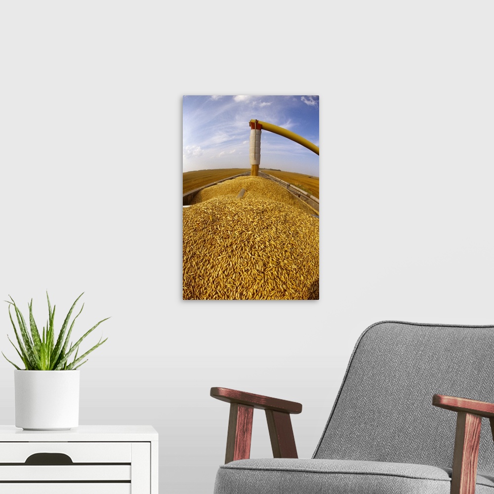 A modern room featuring Freshly harvested oats being augered into a grain truck