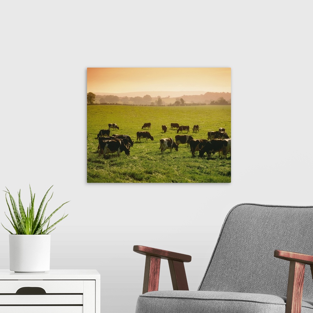 A modern room featuring Friesian Cattle Grazing