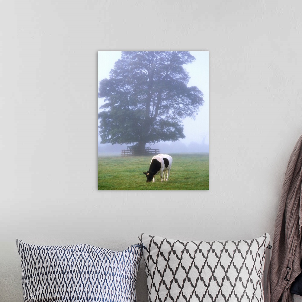 A bohemian room featuring Friesian Cow, Ireland