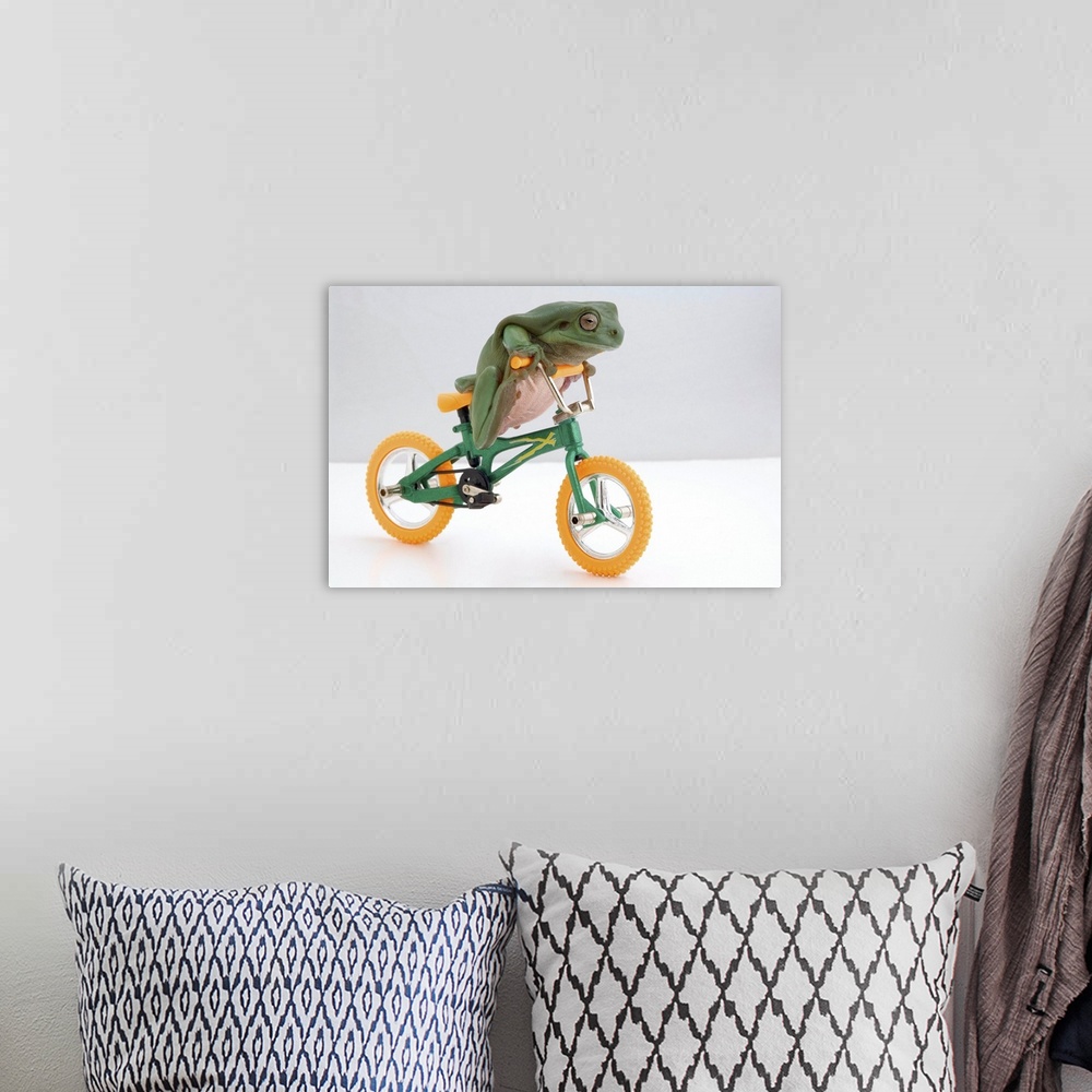 A bohemian room featuring Frog On A Bicycle