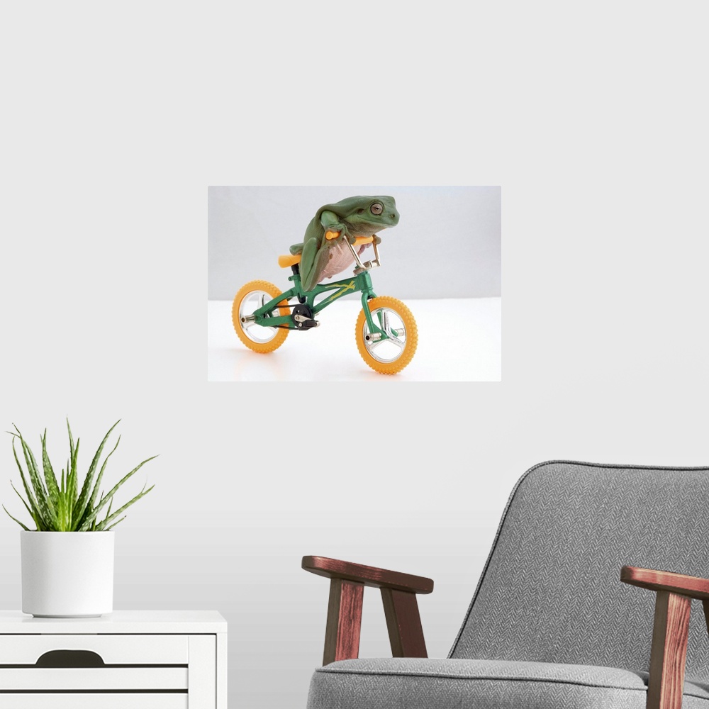 A modern room featuring Frog On A Bicycle