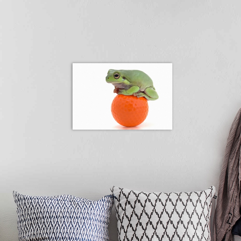 A bohemian room featuring Frog Sitting On A Golf Ball