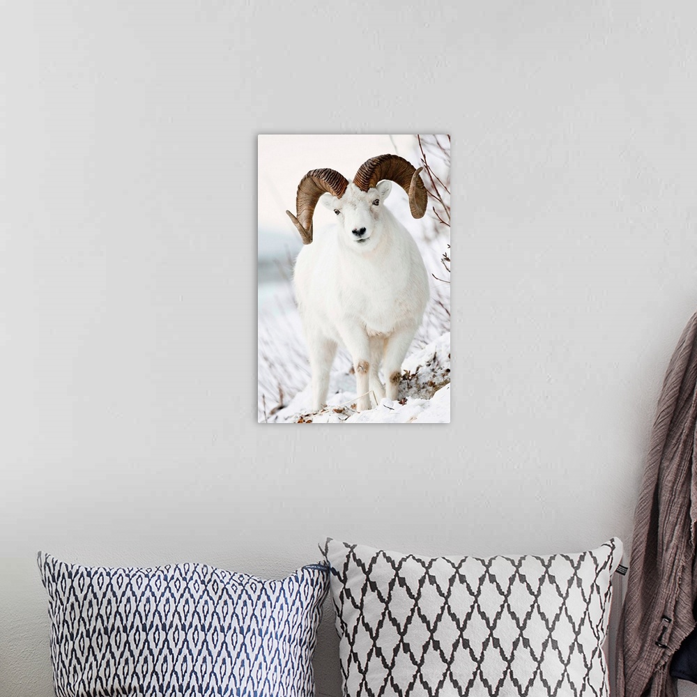 A bohemian room featuring Front view of a full-curl Dall sheep ram, Chugach mountains, Southcentral Alaska, Winter