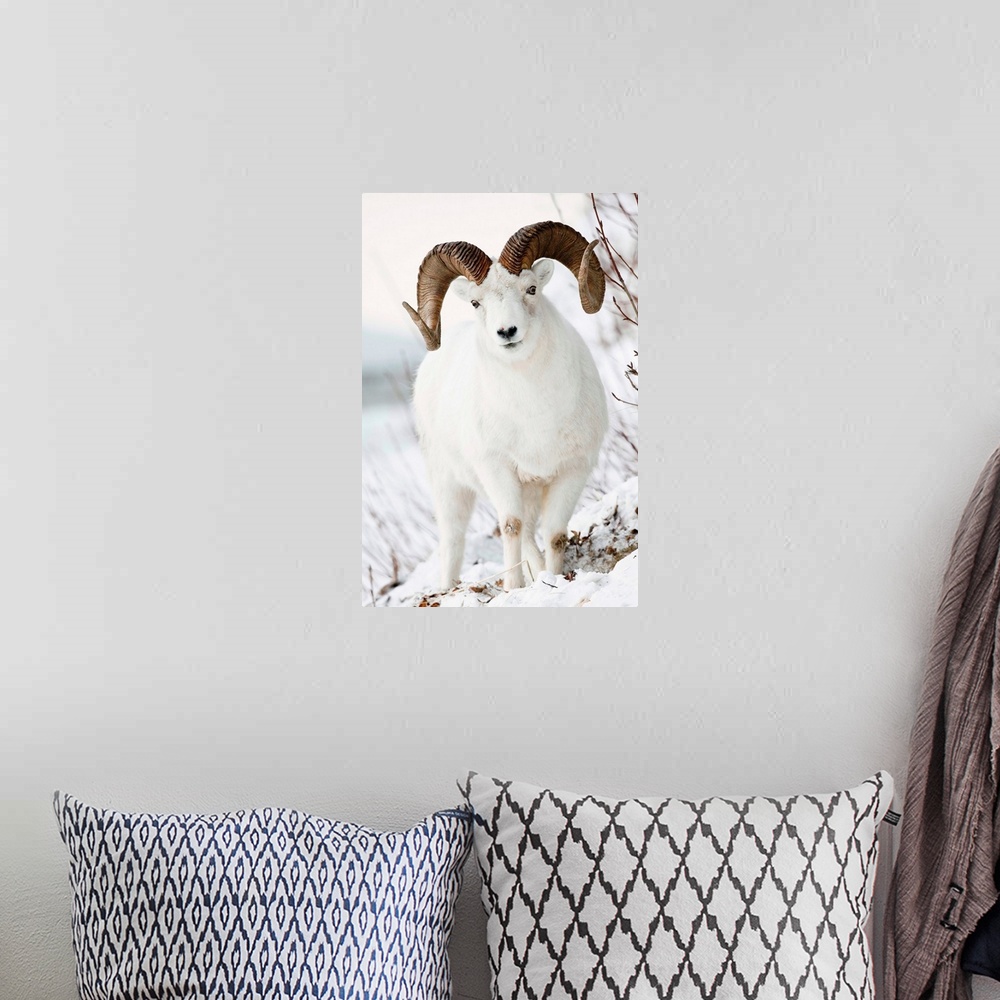 A bohemian room featuring Front view of a full-curl Dall sheep ram, Chugach mountains, Southcentral Alaska, Winter