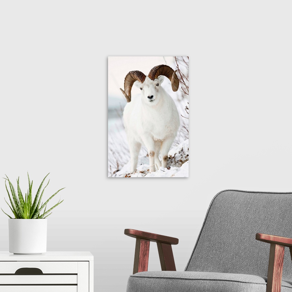 A modern room featuring Front view of a full-curl Dall sheep ram, Chugach mountains, Southcentral Alaska, Winter