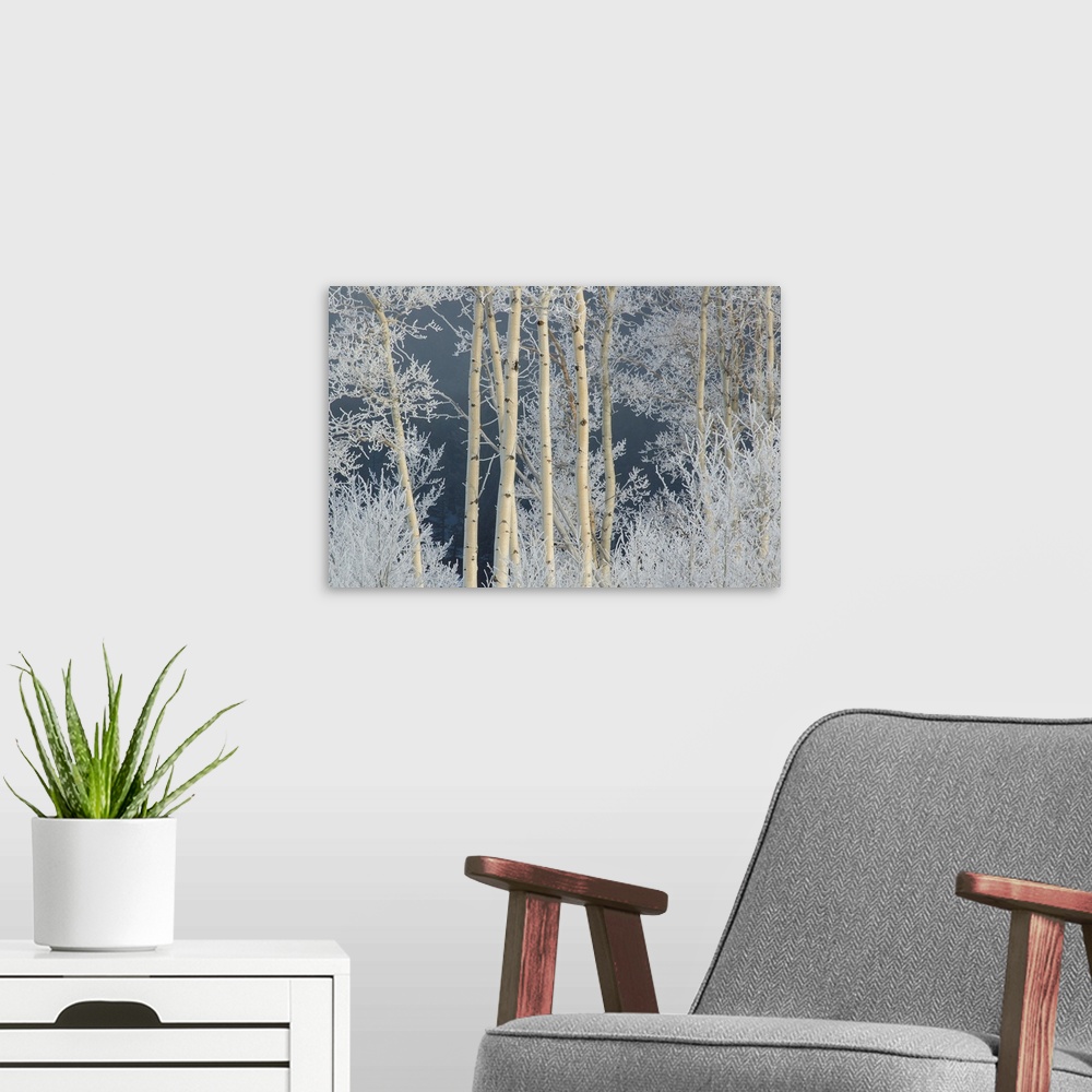 A modern room featuring Frost coated branches on aspen trees.