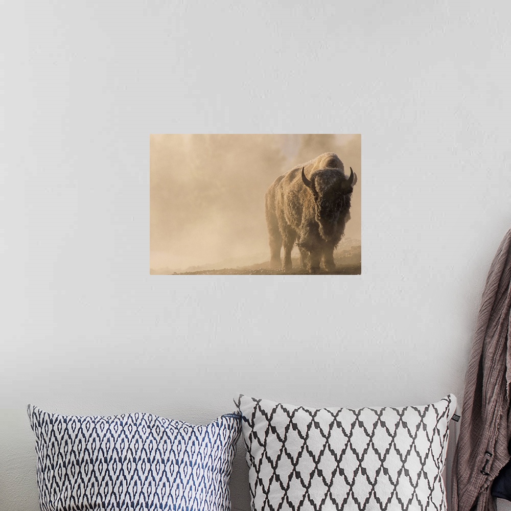 A bohemian room featuring Portrait of a frost covered bison (Bison bison) standing in a steamy landscape with a golden sunl...