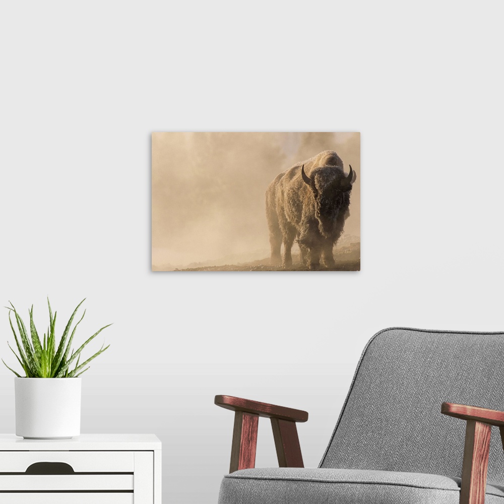 A modern room featuring Portrait of a frost covered bison (Bison bison) standing in a steamy landscape with a golden sunl...