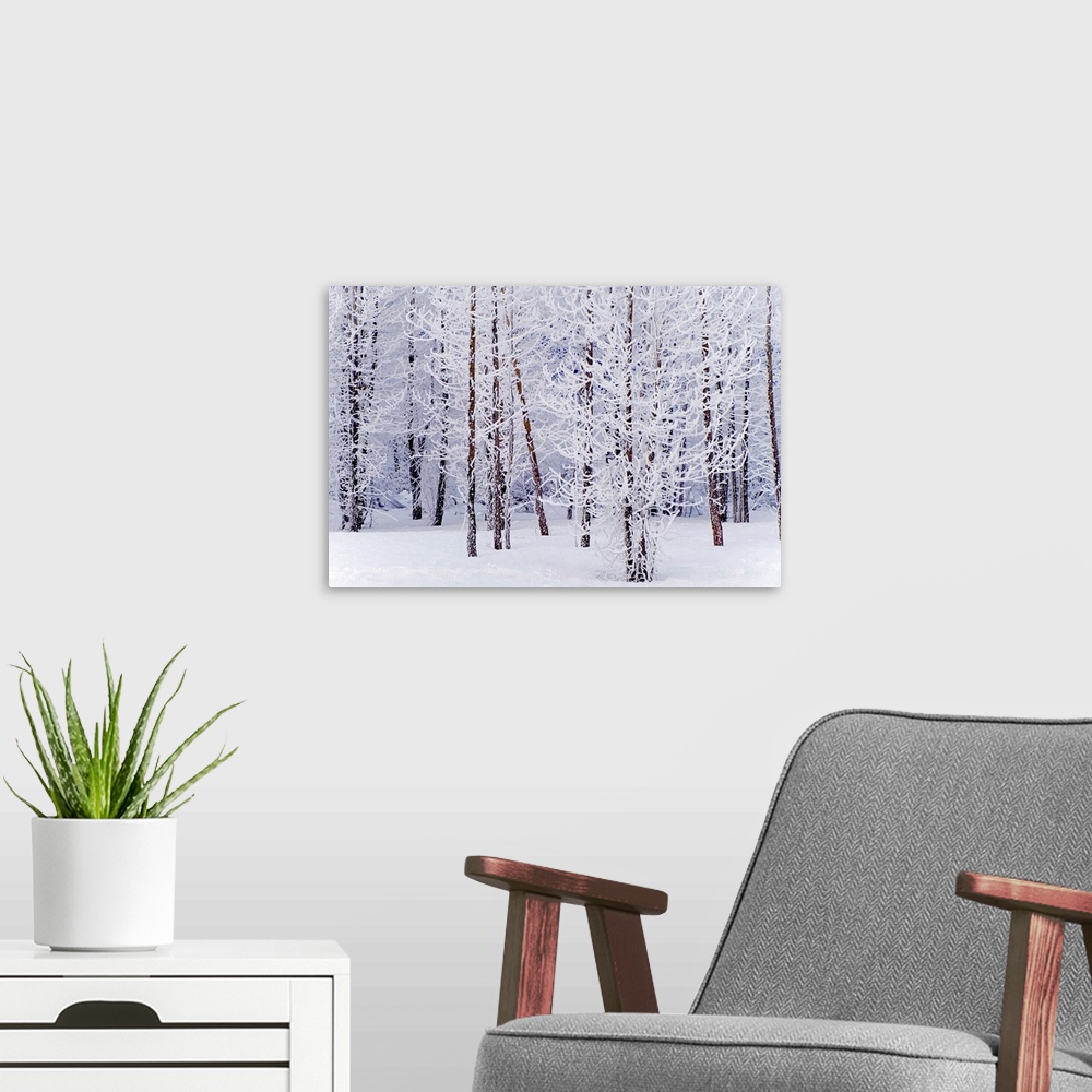 A modern room featuring Wall docor of a snowy forest of trees with thin trunks.