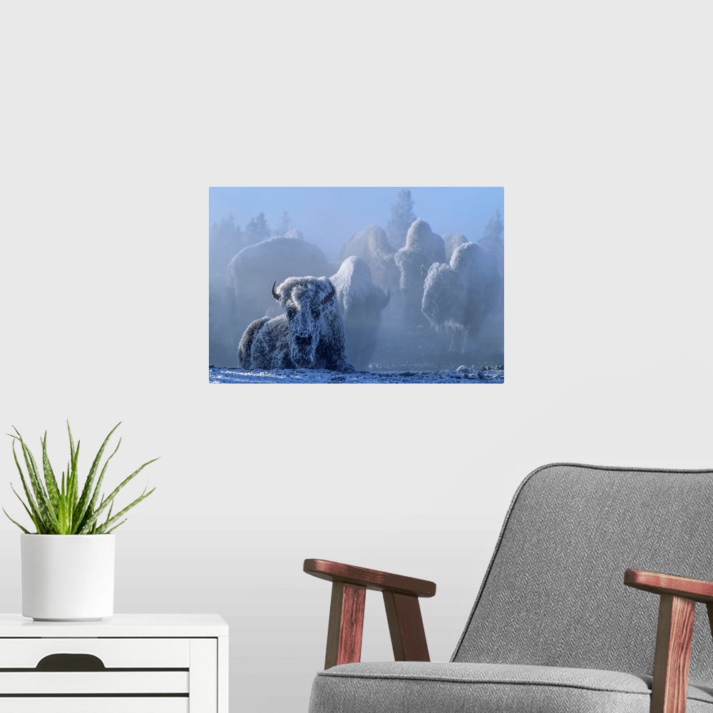 A modern room featuring Frost covered herd of American bison (Bison bison) one lying down and others standing as still as...