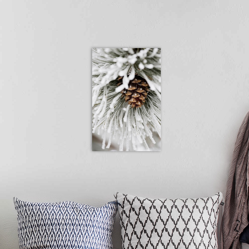 A bohemian room featuring Frost Covered Pine Needles And A Pine Cone, Calgary, Alberta, Canada