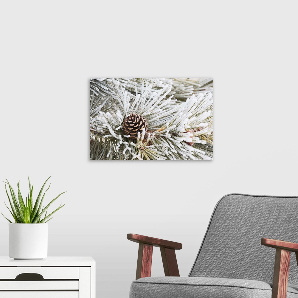 A modern room featuring Frost Covered Pine Needles And A Pine Cone, Calgary, Alberta, Canada