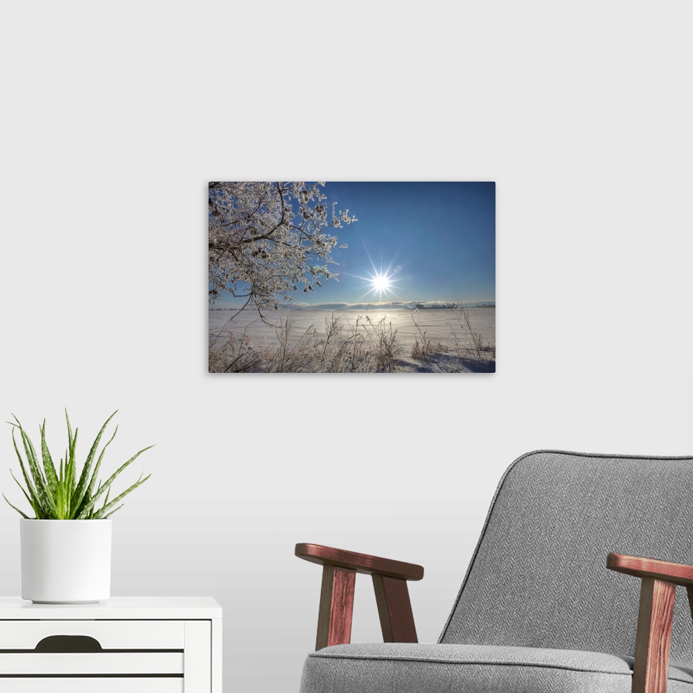 A modern room featuring Frost Covered Trees On Winter Morning, Alberta, Canada