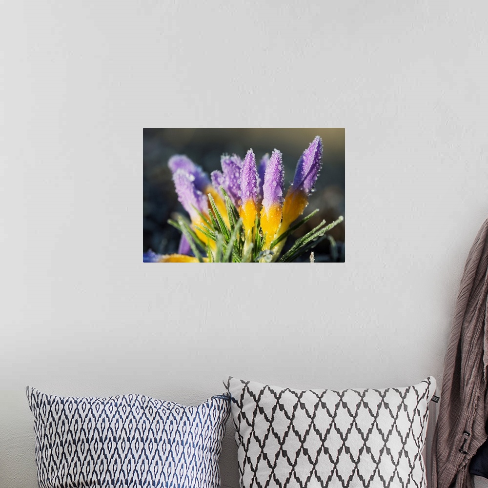 A bohemian room featuring Frost forms on crocuses in the spring. Astoria, Oregon, United States of America.