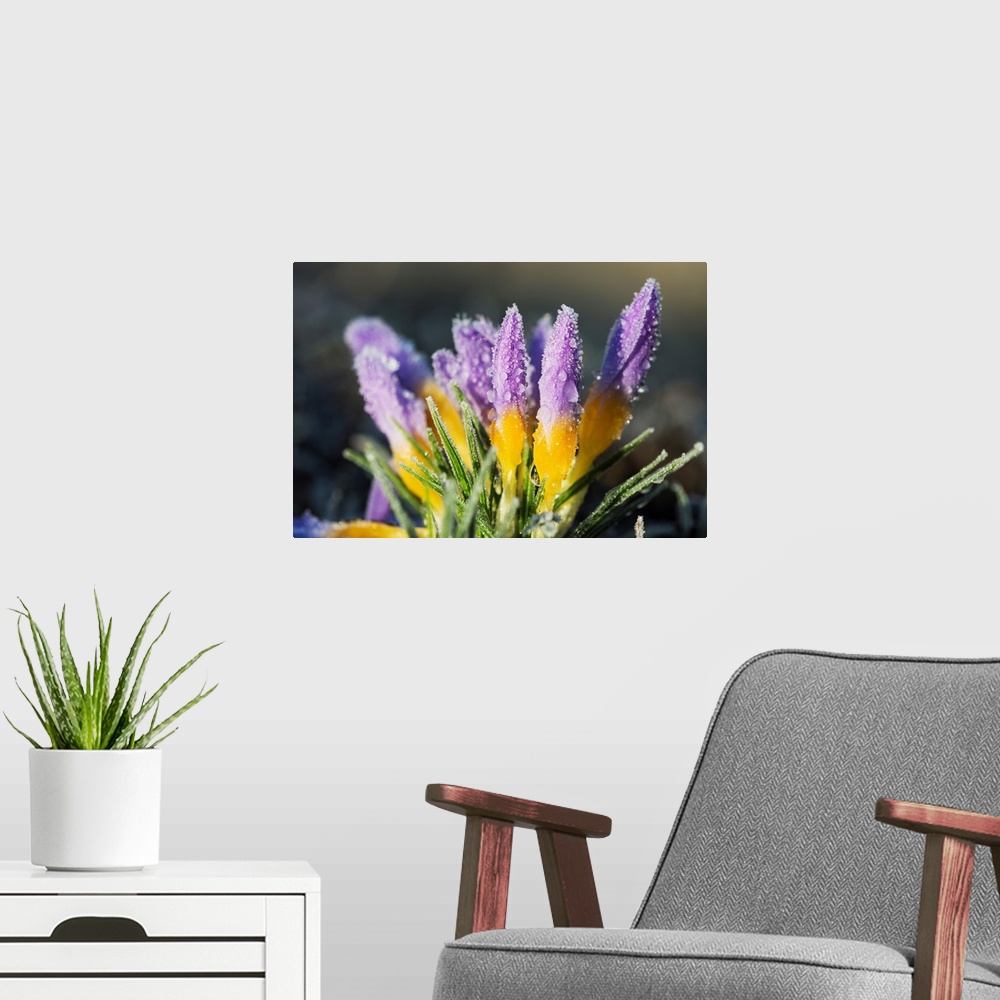 A modern room featuring Frost forms on crocuses in the spring. Astoria, Oregon, United States of America.