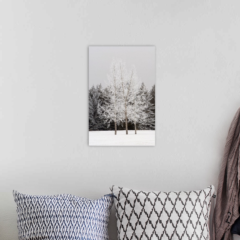 A bohemian room featuring Frost On Trees