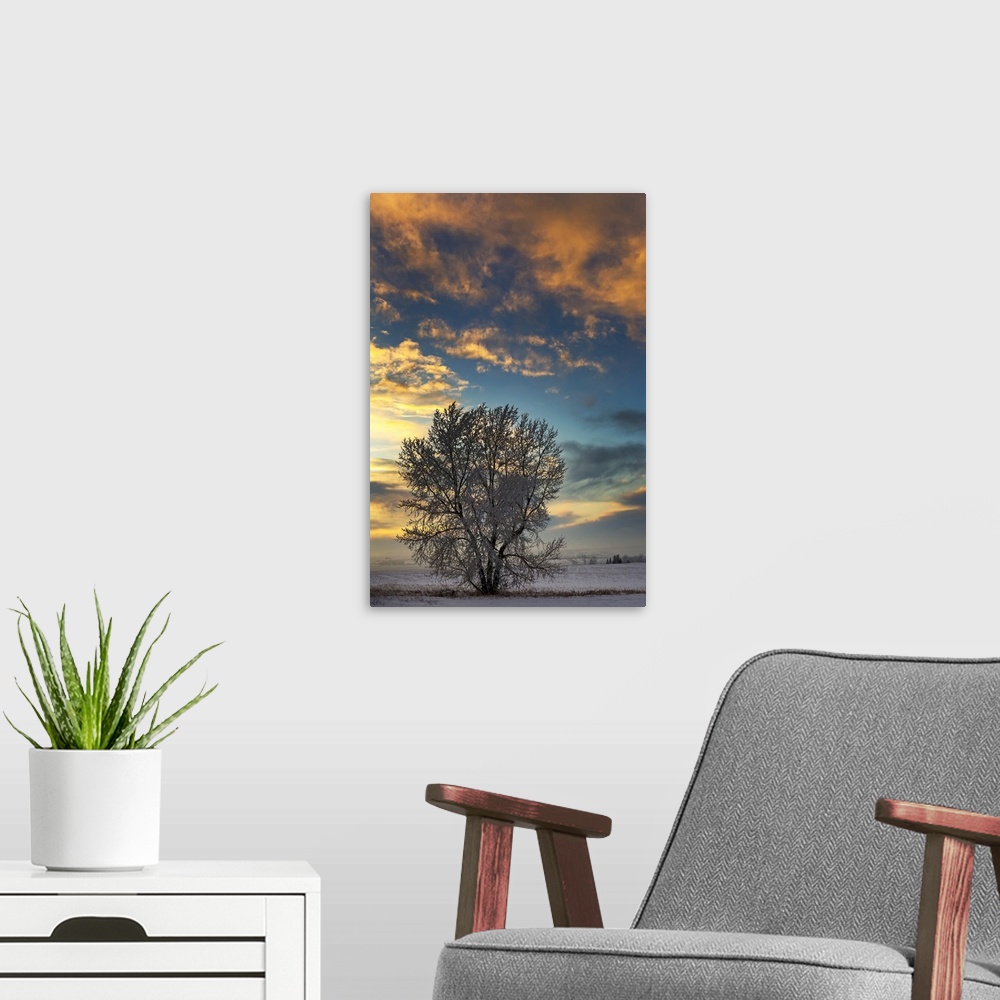 A modern room featuring Frosted tree in snow-covered field at sunset with colourful clouds and blue sky; Alberta, Canada