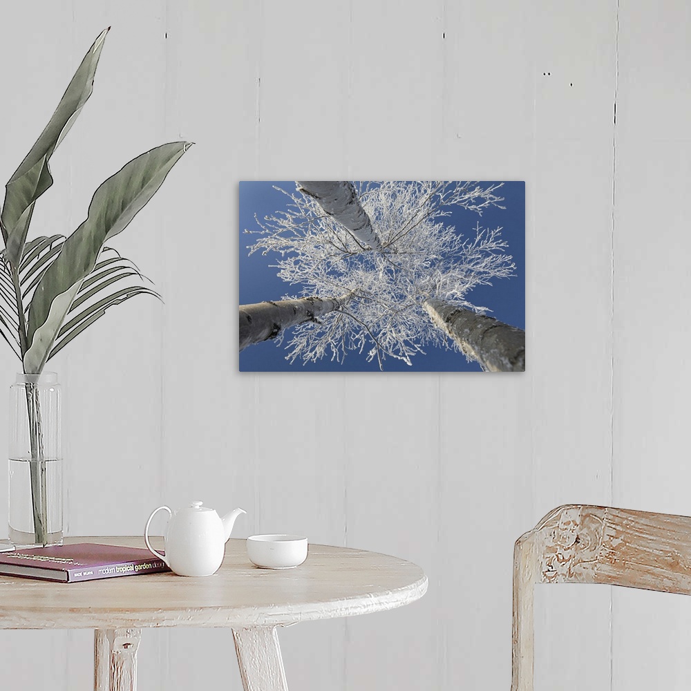 A farmhouse room featuring Frosty covered birch tree reaching up to clear blue sky, Thunder Bay, Ontario, Canada