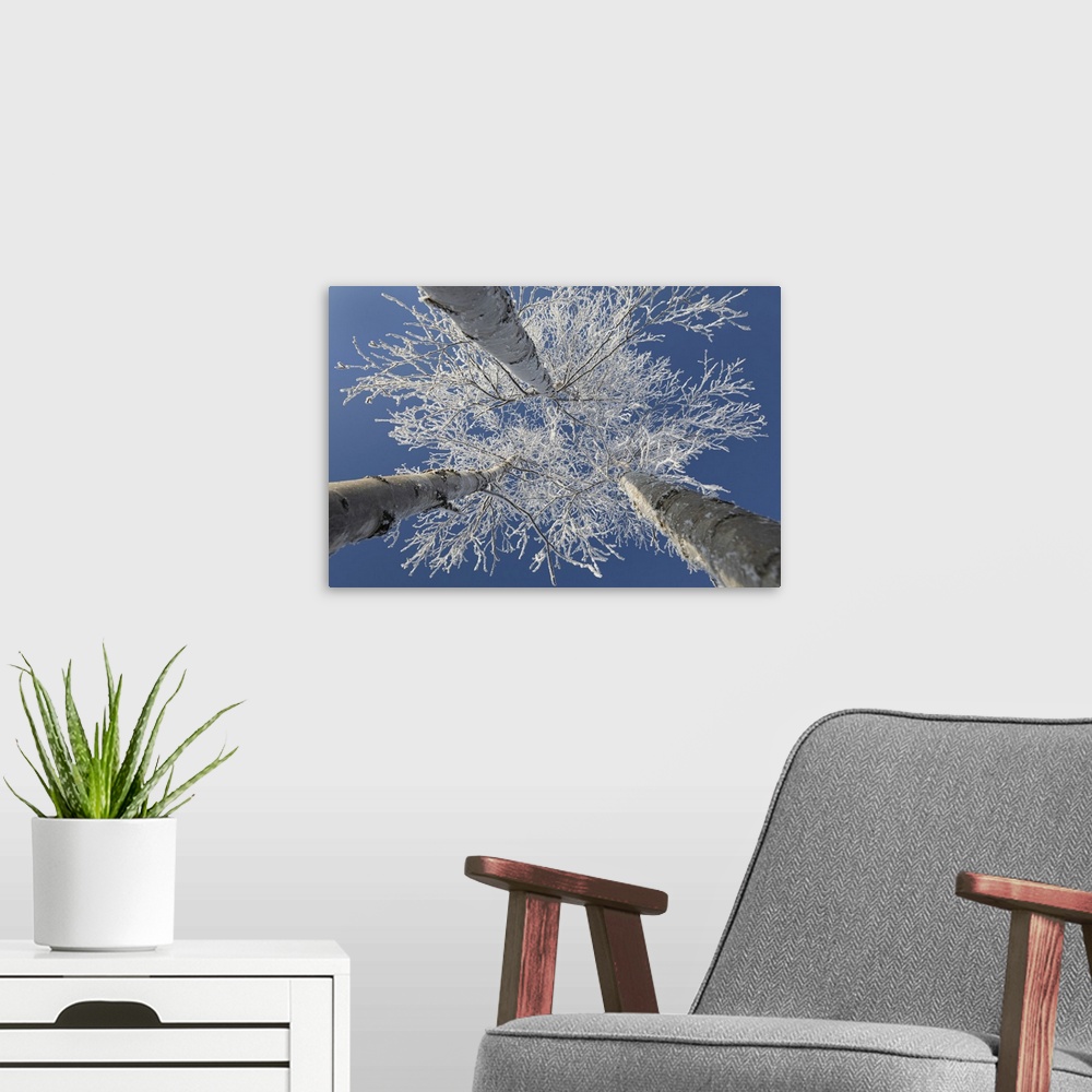 A modern room featuring Frosty covered birch tree reaching up to clear blue sky, Thunder Bay, Ontario, Canada