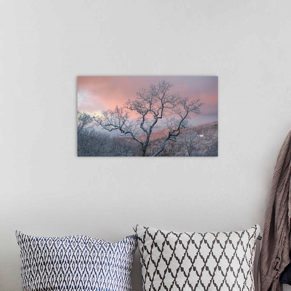 A bohemian room featuring Frosty tree under a pink sunrise sky