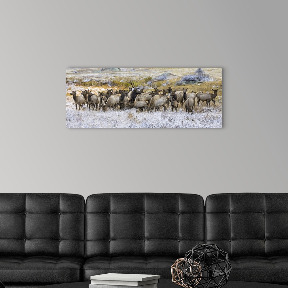 A modern room featuring Gang of bull elk (cervus canadensis) and cow elk standing in a field with frost, Denver, Colorado...