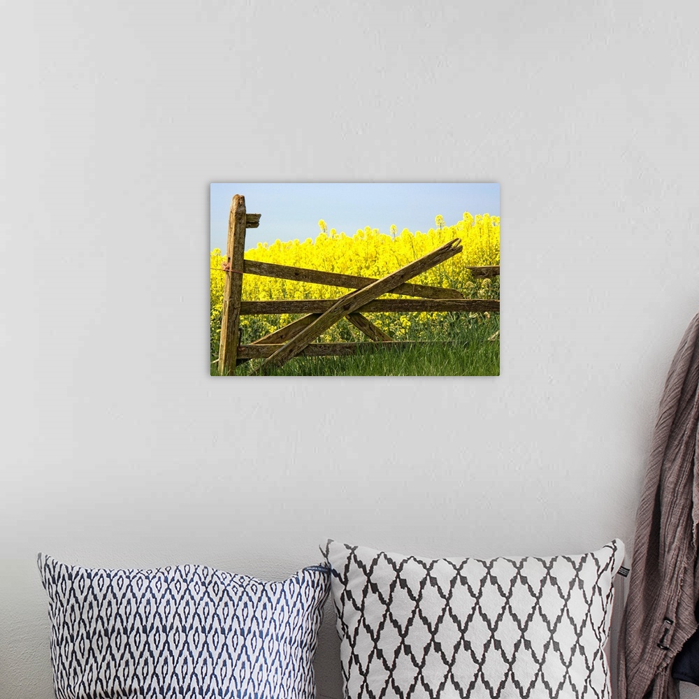 A bohemian room featuring Gate Next To A Canola Field, Yorkshire, England