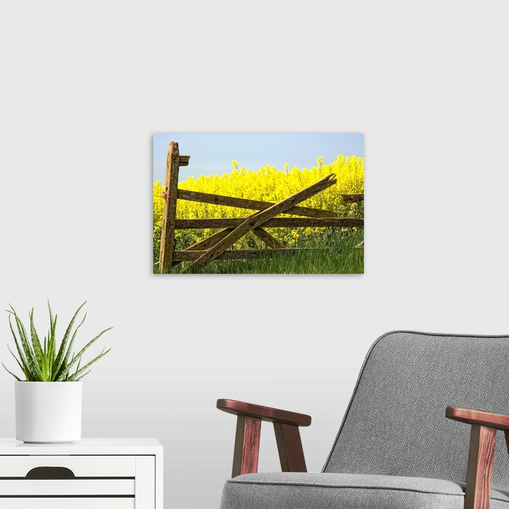 A modern room featuring Gate Next To A Canola Field, Yorkshire, England