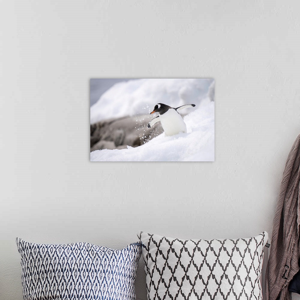 A bohemian room featuring Gentoo penguin (pygoscelis papua) overbalances in snow near rocks, antarctica.