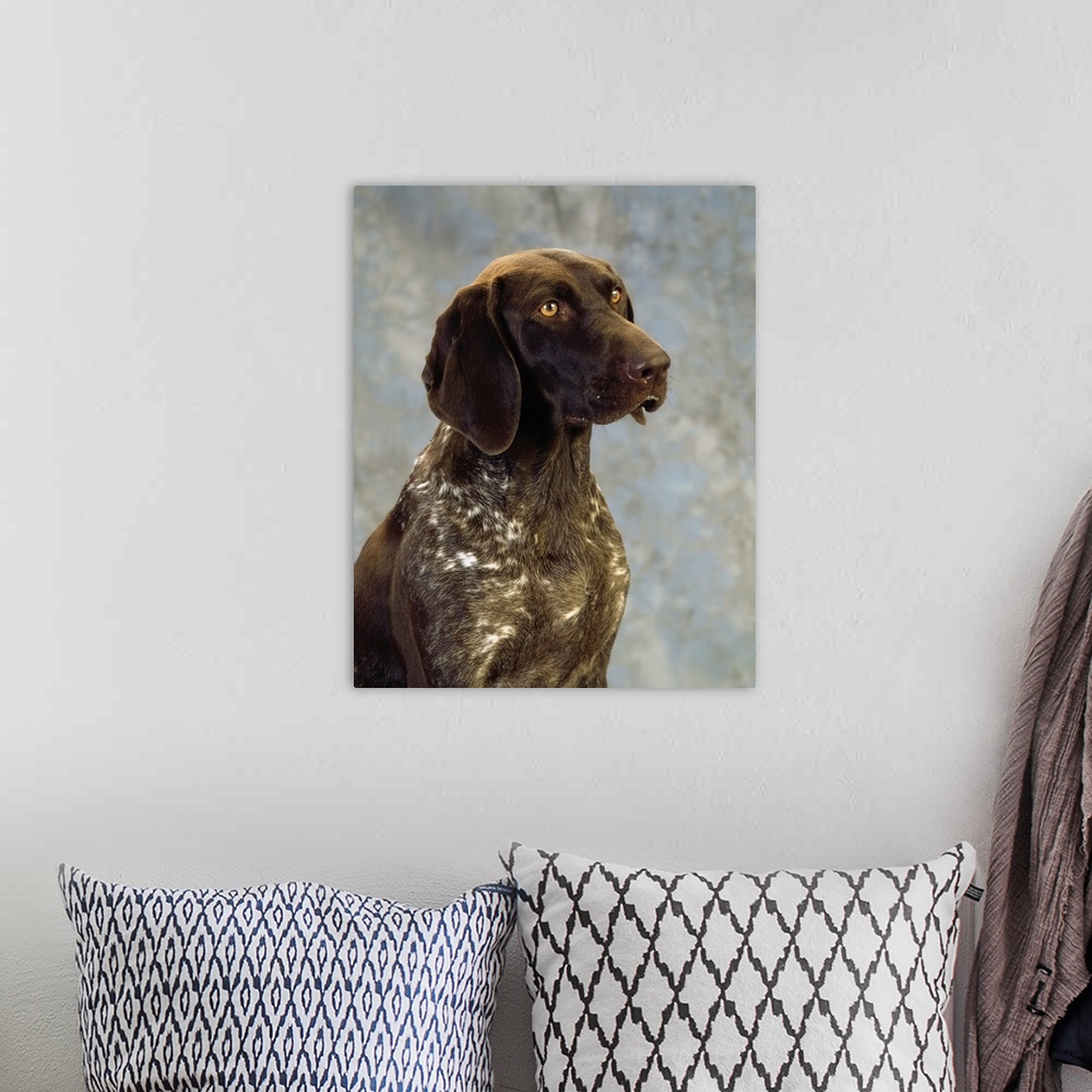 A bohemian room featuring German Pointer