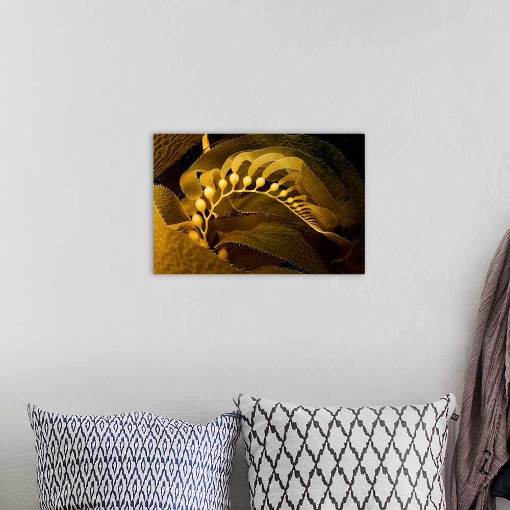 A bohemian room featuring Giant Kelp Frond Showing Pneumatocysts (Macrocystis Pyrifera)