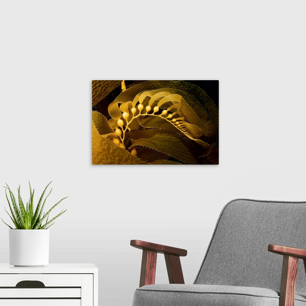 A modern room featuring Giant Kelp Frond Showing Pneumatocysts (Macrocystis Pyrifera)