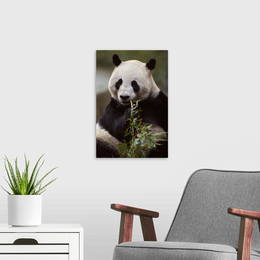 A modern room featuring Giant panda (ailuropoda melanoleuca) eating bamboo in the zoo in shanghai, China.