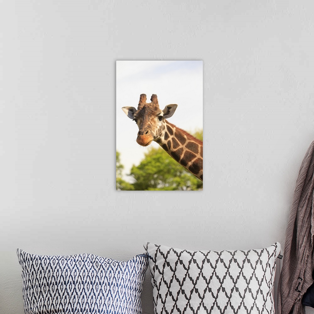 A bohemian room featuring Giraffe (Giraffa Camelopardalis)