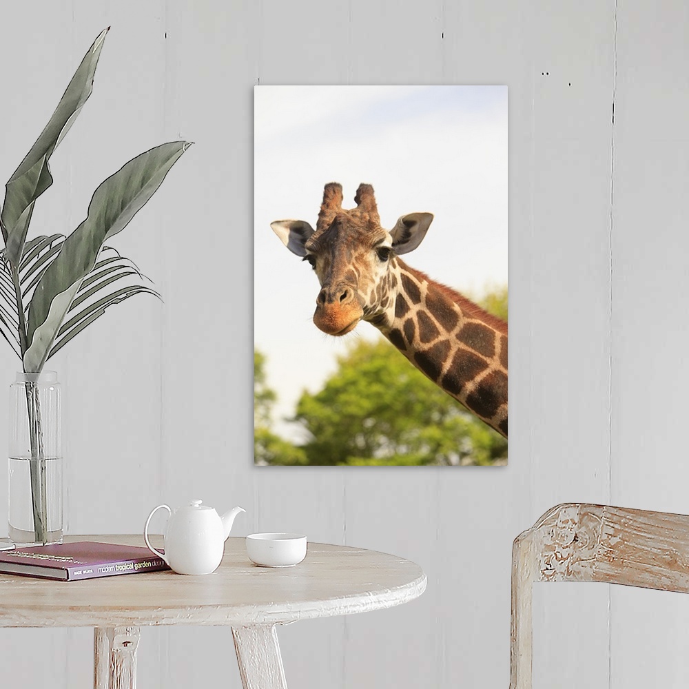 A farmhouse room featuring Giraffe (Giraffa Camelopardalis)