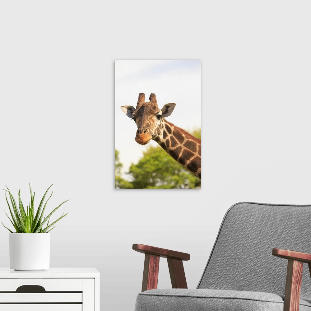 A modern room featuring Giraffe (Giraffa Camelopardalis)